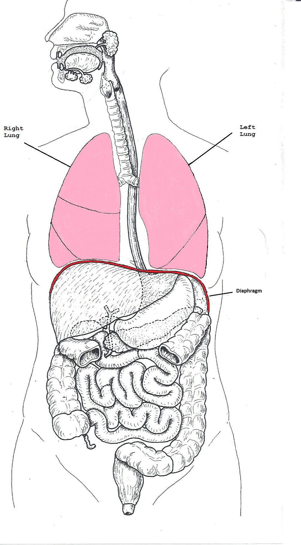 The What, Why, When, Where and How of Diaphragmatic Breathing – Linda ...